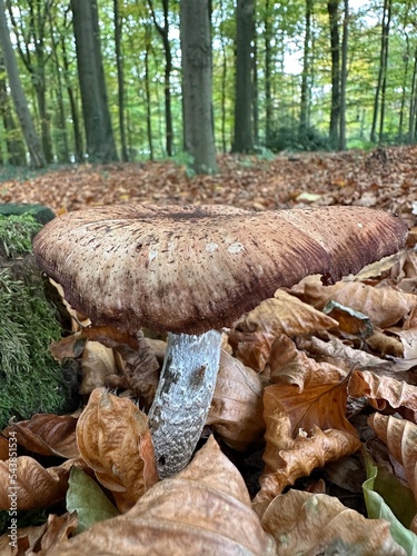 Obraz na płótnie pilz, mushroom, natur, wald, essen, herbst, braun, holz, baum, makro, giftpilz, jahreszeit, baumpilz, landschft w salonie