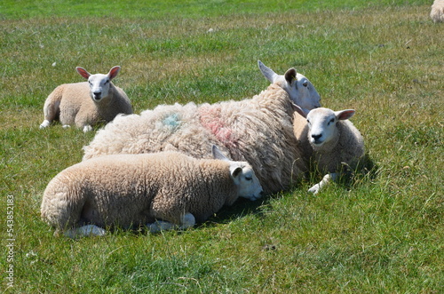 Mother sheep with lambs in southern Scotland