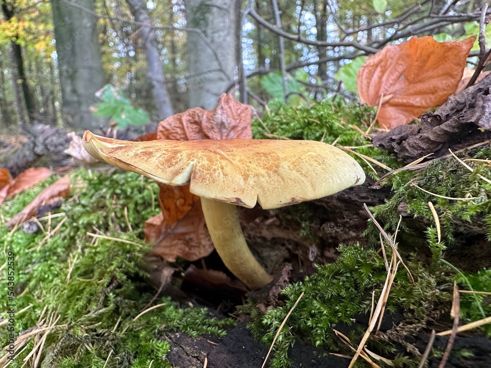 pilz, mushroom, natur, wald, essen, herbst, braun, holz, baum, makro, giftpilz, jahreszeit, baumpilz, landschft
