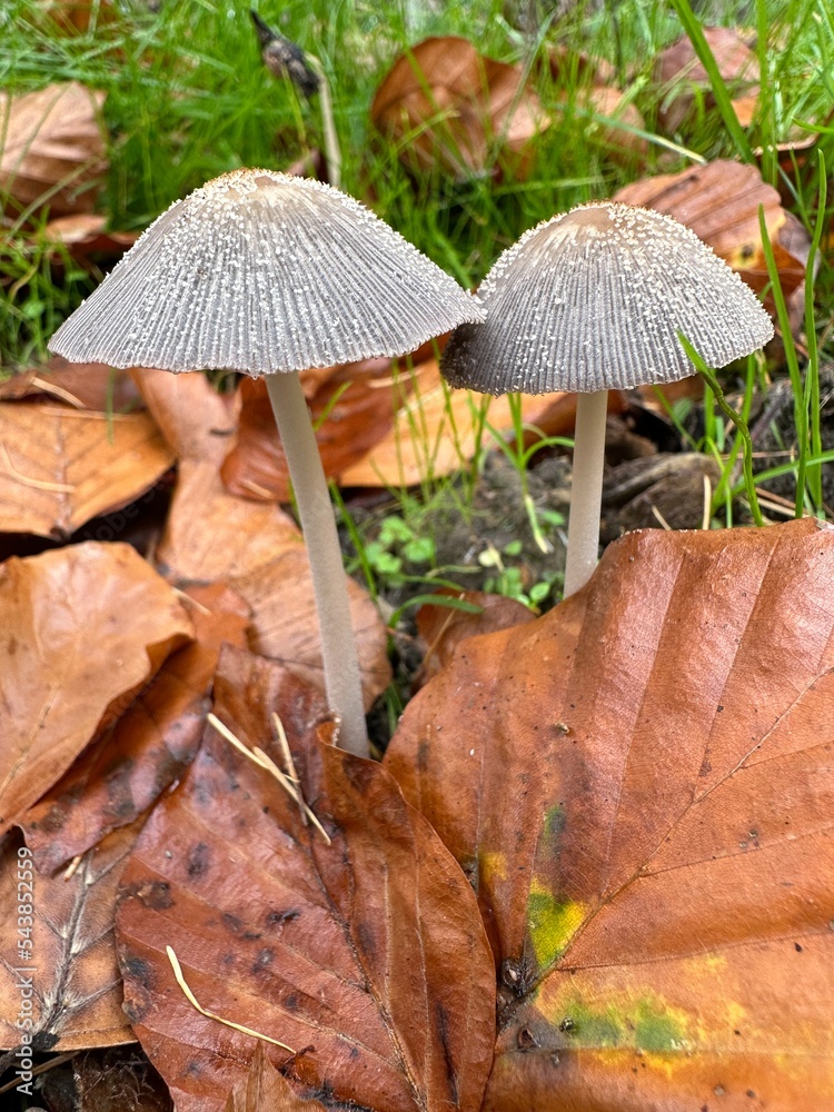 pilz, mushroom, natur, wald, essen, herbst, braun, holz, baum, makro, giftpilz, jahreszeit, baumpilz, landschft