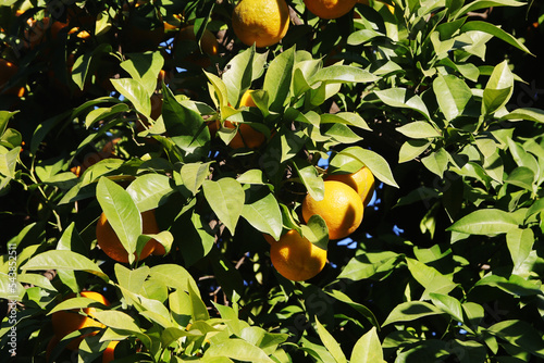 Orange trees at the streets of Cordoba, Spain