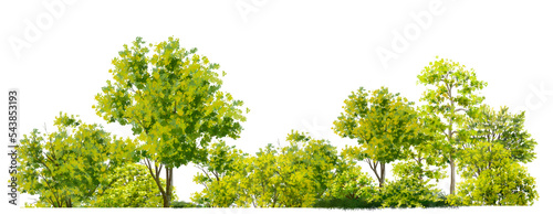 watercolor of tree side view isolated on white background for landscape and architecture drawing  elements for environment and garden  painting botanical for section and elevation