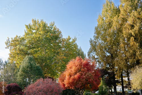 autumn in the park