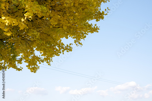yellow maple leaves