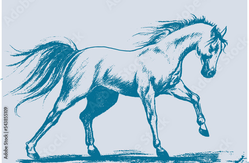 Running horse in blue shades