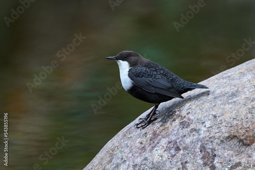 White-throated dipper (Cinclus cinclus)