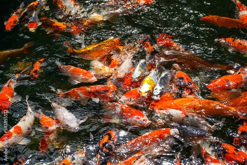 Goldfish and koi in a pond with green water. Koi nishikigoi are colored varieties of the Amur carp (Cyprinus rubrofuscus) that are kept for decorative purposes in outdoor koi ponds or water gardens. 