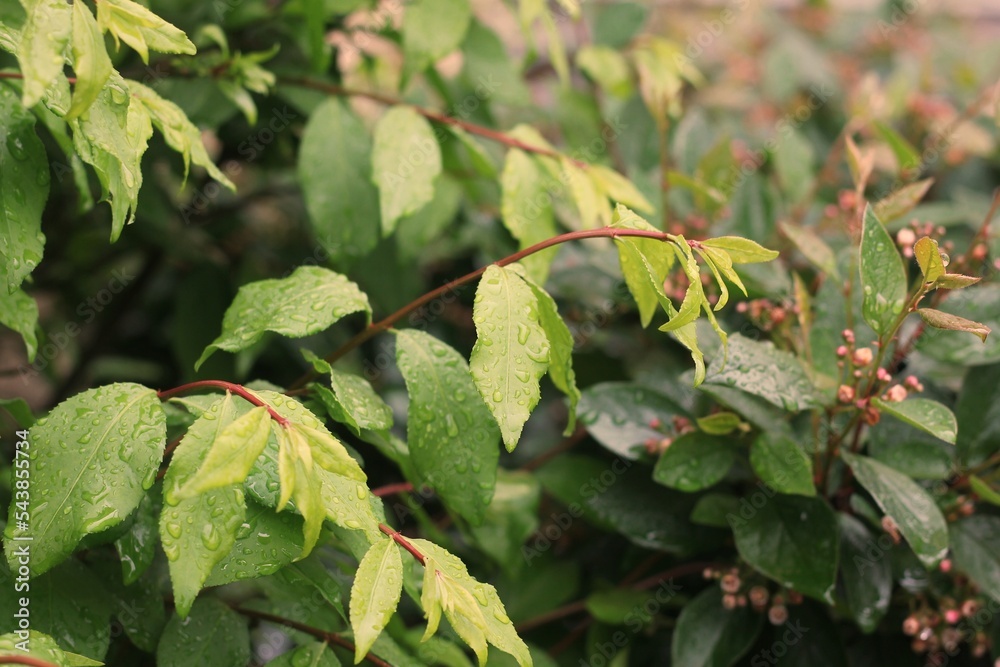 Fototapeta premium green leaves of a tree