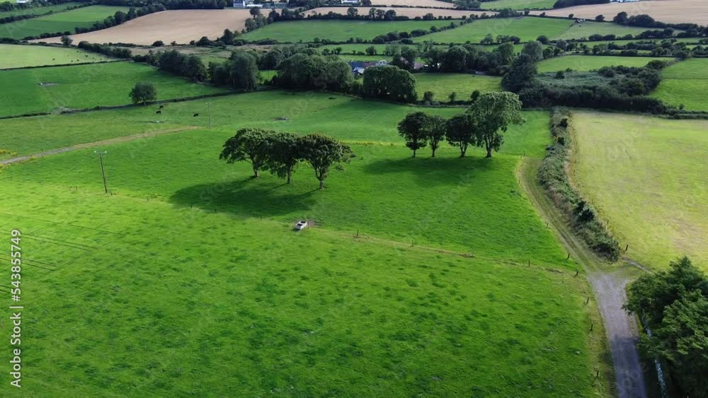 Several trees on the grass fields of Ireland. Agricultural landscape, top view.