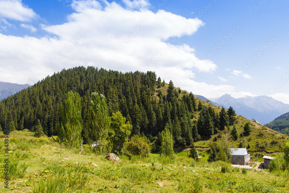 Mountain summer landscape. Tall trees, snowy mountains and white clouds on a blue sky. Kyrgyzstan Beautiful landscape