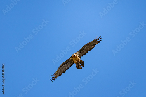 Griffon Vulture (Gyps fulvus), Crete.