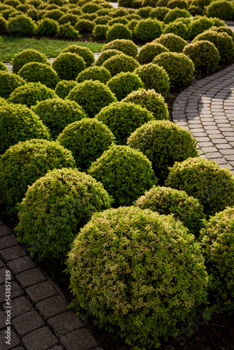 Boxwood bushes.