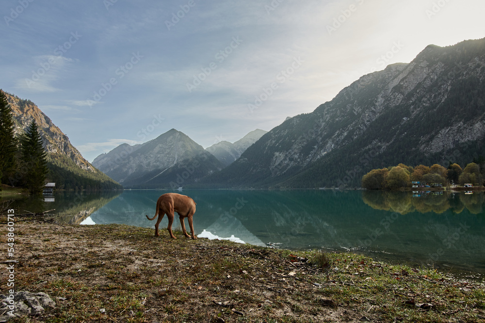 Rhodesian ridgeback dog standing on shore of lake Heiterwang at sunrise in Tyrol, Austria