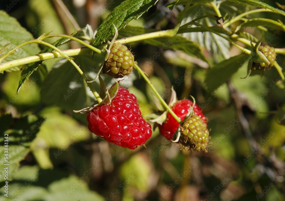 red,sweet and juicy berry of raspberry bush in the garden close up red,sweet and juicy berry of raspberry bush in the garden close up