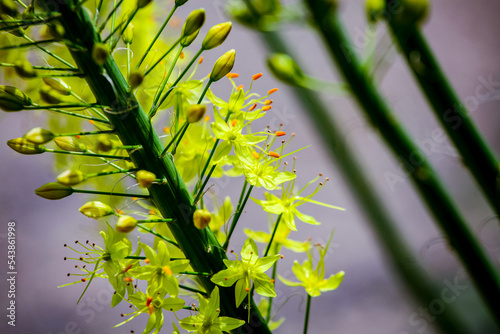 Narrow leaved foxtail lily ...