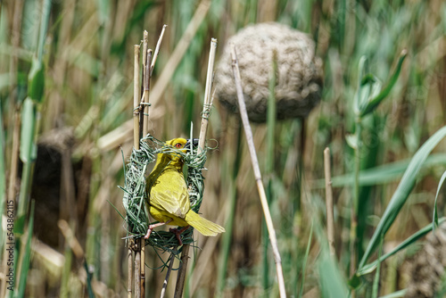 Goldweber  (Ploceus Subaureus), Männchen beim Nestbau, St. Lucia Wetland Park, Südafrika, Afrika photo