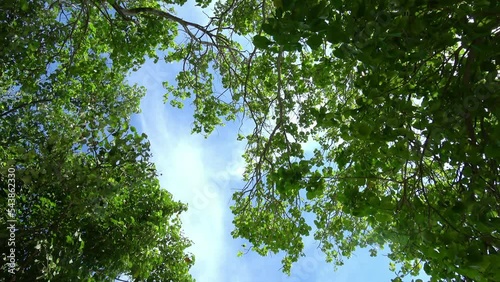 Bäume von unten gefilmt bei blauem Himmel