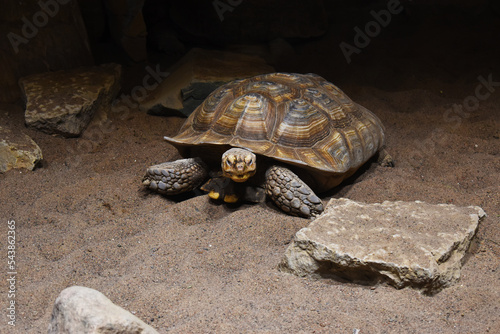 big old turtle in the sand	
