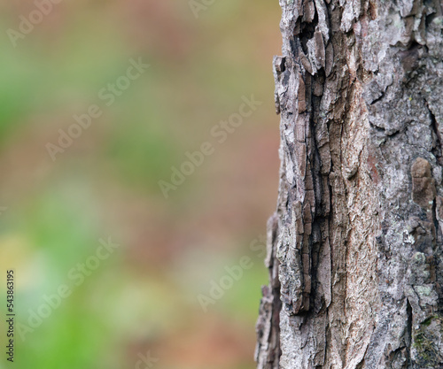 Close-up photo of the texture of tree bark with a blurry background