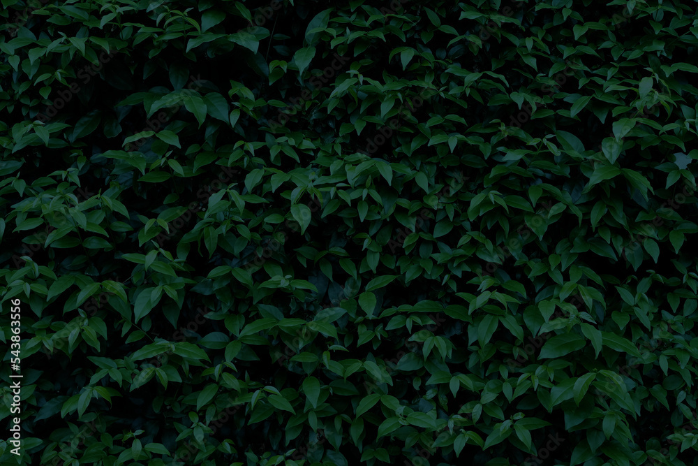 Green Leaves Texture Background in Dark Tone. Green Leaves Texture Background in Dark Tone.