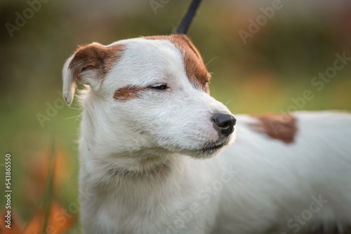 Portrait of a beautiful thoroughbred Jack Russell Terrier on a walk in the grass.