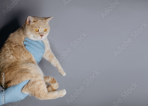a cat at a vet's appointment