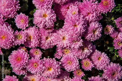 Various-colored and various-shaped inflorescences of ornamental plants characteristic for the feast of the dead celebrated in Podlasie in Poland on 01-02.2022.