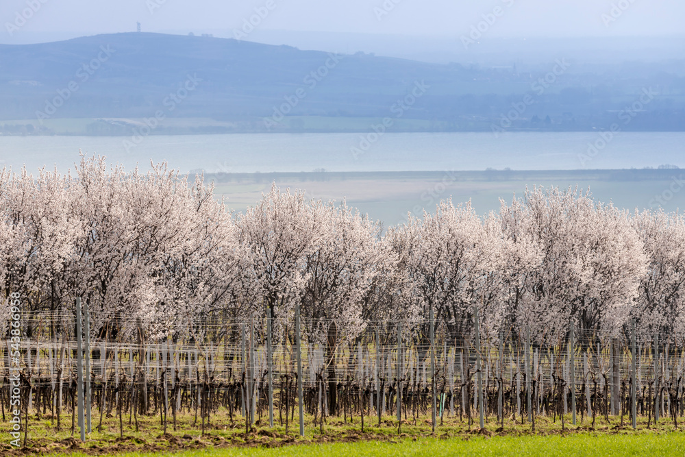 spring landscape near Nove Mlyny dam, Southern Moravia, Czech Republic spring landscape near Nove Mlyny dam, Southern Moravia, Czech Republic