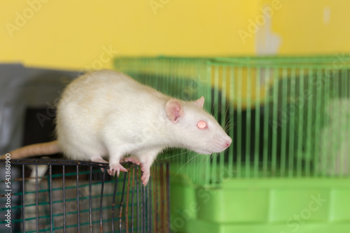 portrait of a white domestic rat