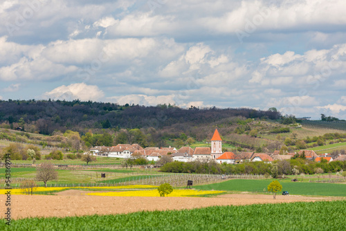 spring vineyards near Mitterretzbach in Lower Austria, Austria