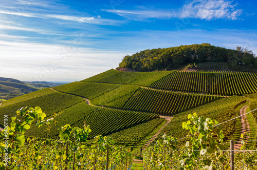 verdant vineyard landscape and hills in summer