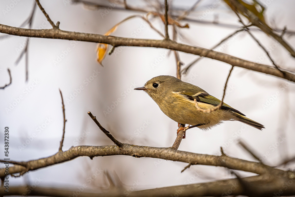 Ruby-crowned Kinglet perched on a tree branch Ruby-crowned Kinglet perched on a tree branch