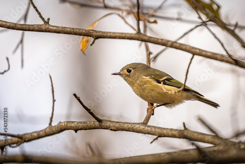Ruby-crowned Kinglet perched on a tree branch