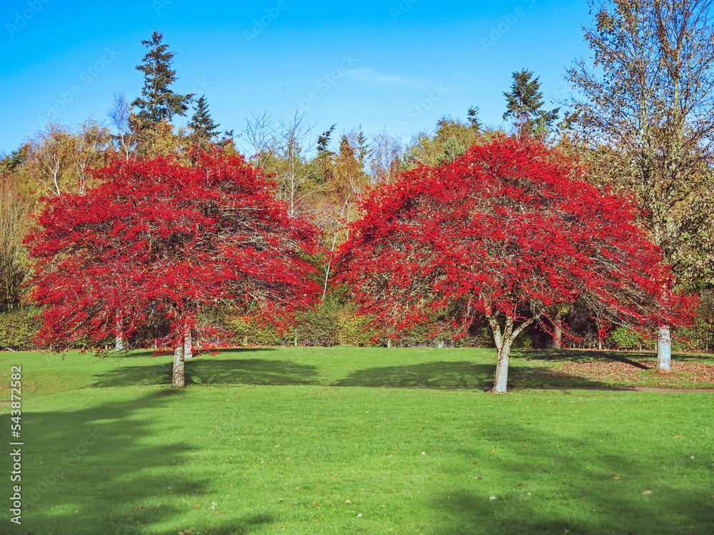 Naklejka premium Hawthorn trees covered in red berries in autumn