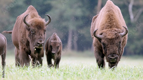 European bison, male and female with a calf, Bison bonasus photo