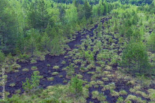 Peat bog near Soumarsky most (Soumarske raseliniste), Nation park Sumava, Czech Republic photo