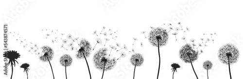 Abstract black dandelions, flower dandelion with flying seeds – for stock