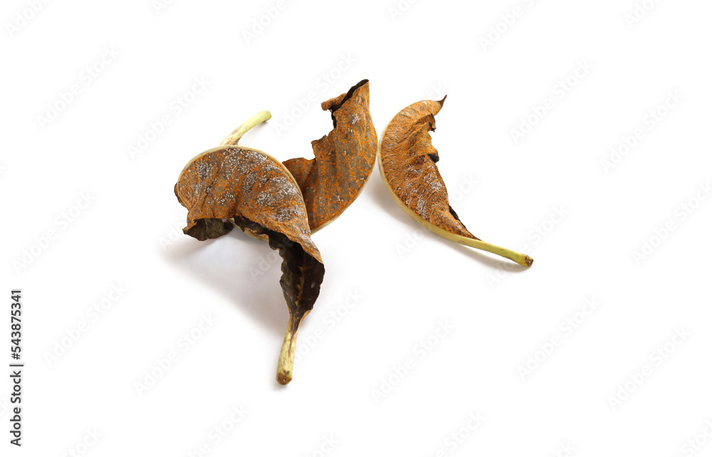 Fototapeta premium Fungal disease on dry leaves, Plant leaf disease aphid.