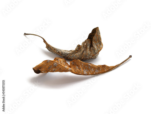 Fungal disease on dry leaves, Plant leaf disease aphid.