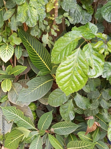 close up of green leaves