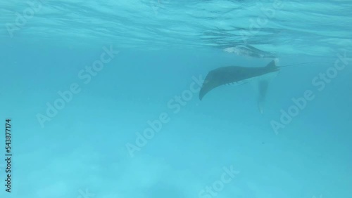 ein großer Mantarochen schwimmt im Ozean auf der Suche nach Futter photo