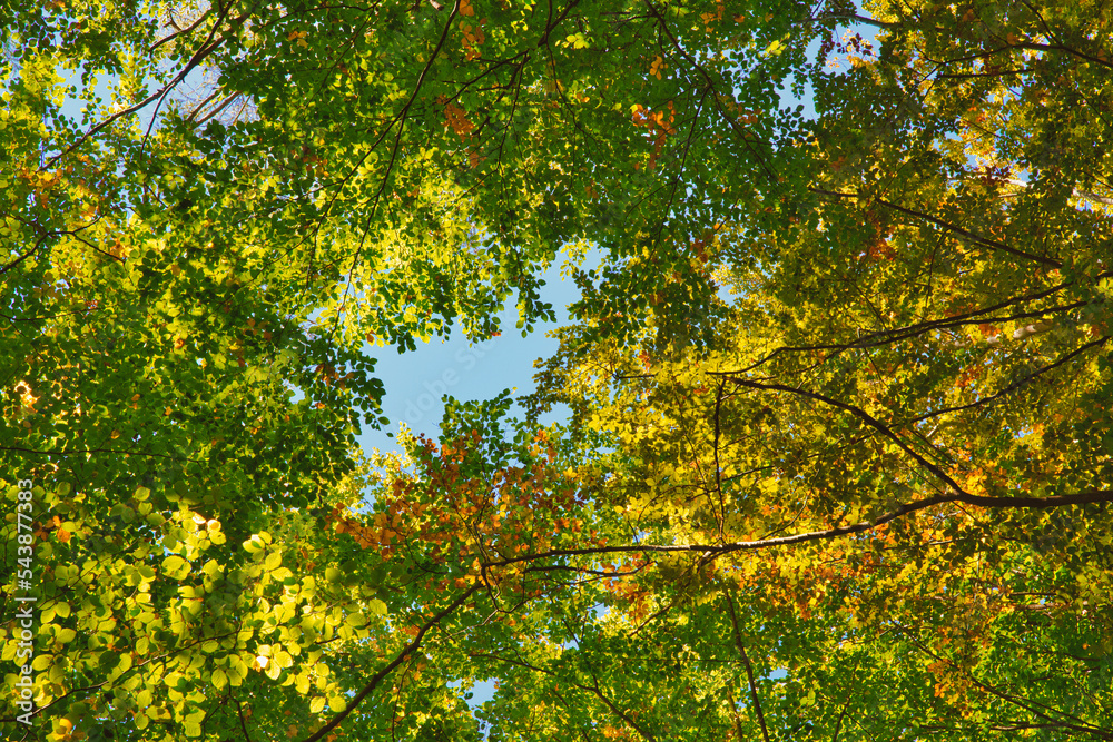 Fall autumn treetops upward view from a ground