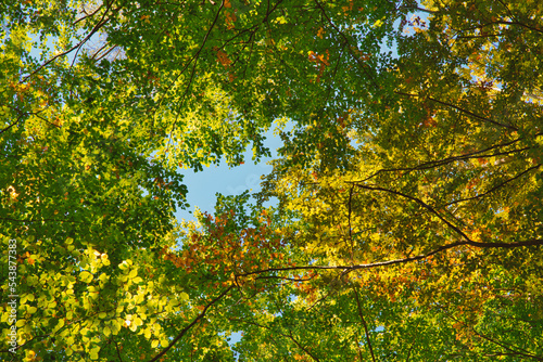 Fall autumn treetops upward view from a ground