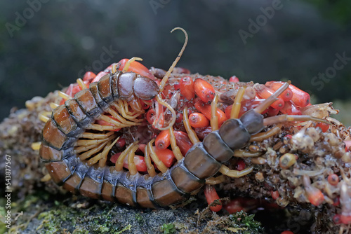 A centipede is looking for prey in the weft of an anthurium fruit. This multi-legged animal has the scientific name Scolopendra morsitans.