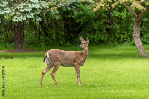 Fototapeta Naklejka Na Ścianę i Meble -  White-tailed Deer On Urban Grass In Spring