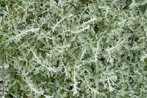 sea wormwood (Artemisia maritima),North Sea,Germany