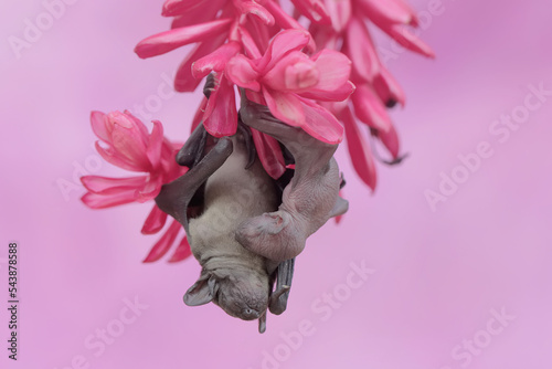 A mother short nosed fruit bat is resting while holding her young in a wildflower. This flying mammal has the scientific name Cynopterus minutus. photo