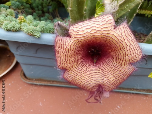 Fotografie carrion plant with fly