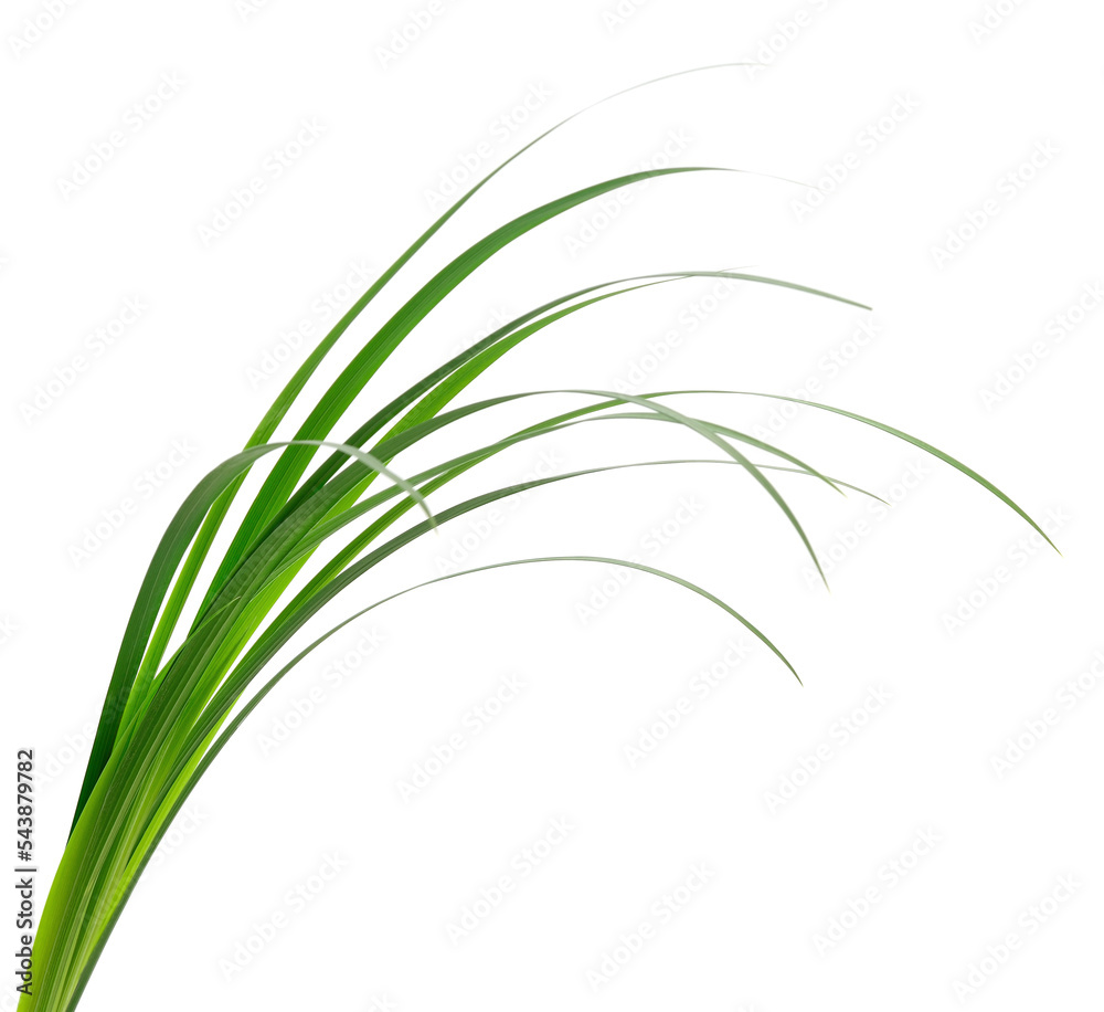 Green grass leaves. Green grass leaves.