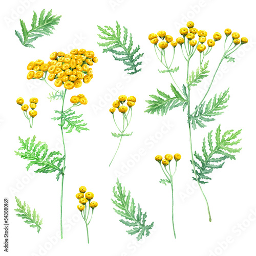 Herb Common Tansy, Tanacetum vulgare set. Watercolor illustration isolated on white background